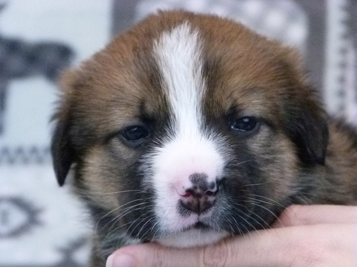 chinook puppy